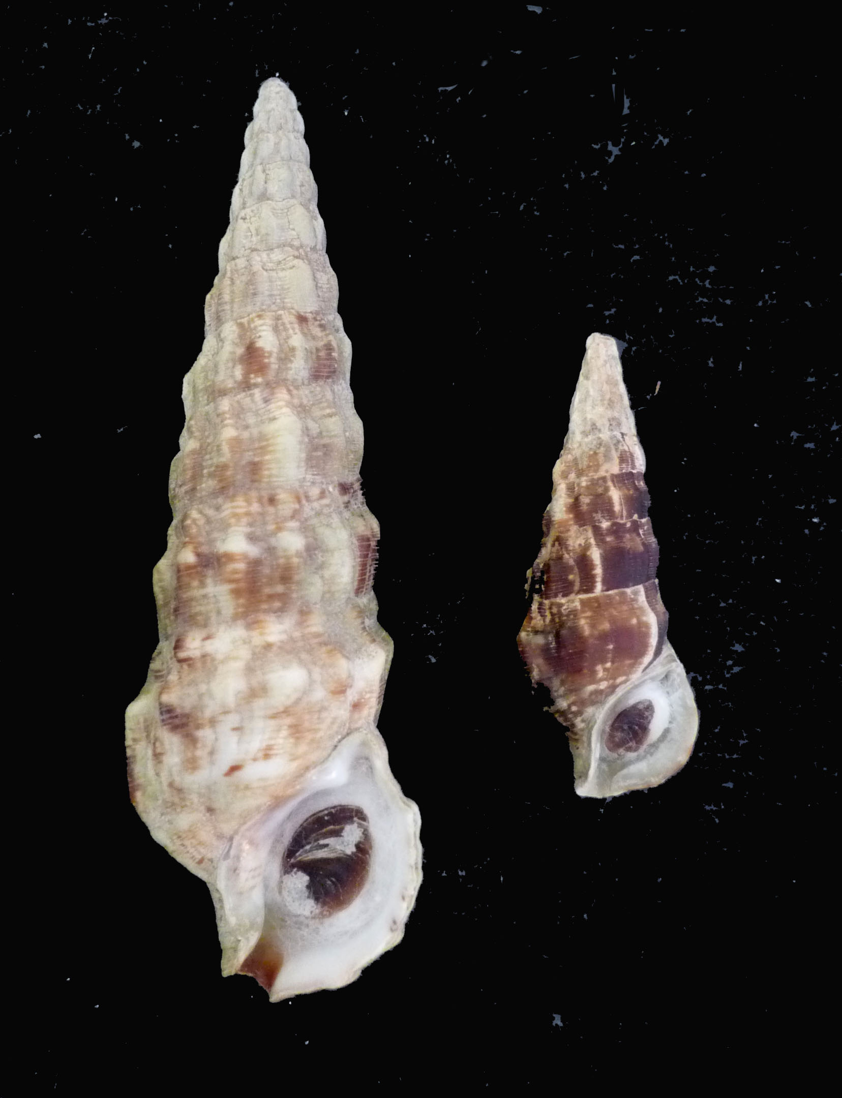 Cerithium lividulum e repandanum